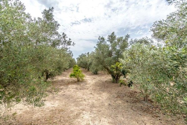 houses w Dolores, Hiszpania, 14567m² - obraz 30