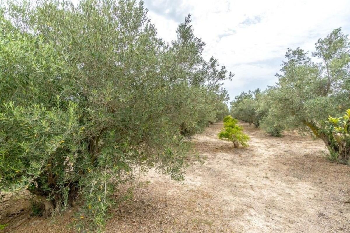 houses z 3 sypialniami, 14567m² w Dolores, Hiszpania [ID: 0152-479482]