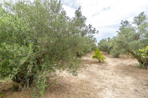 houses w Dolores, Hiszpania, 14567m² - obraz 29