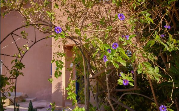 houses w kato-paphos, Cypr - obraz 4