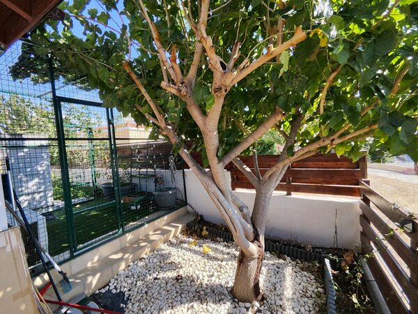 Bungalow w parekklisia, Cypr, 100.00m² - obraz 18