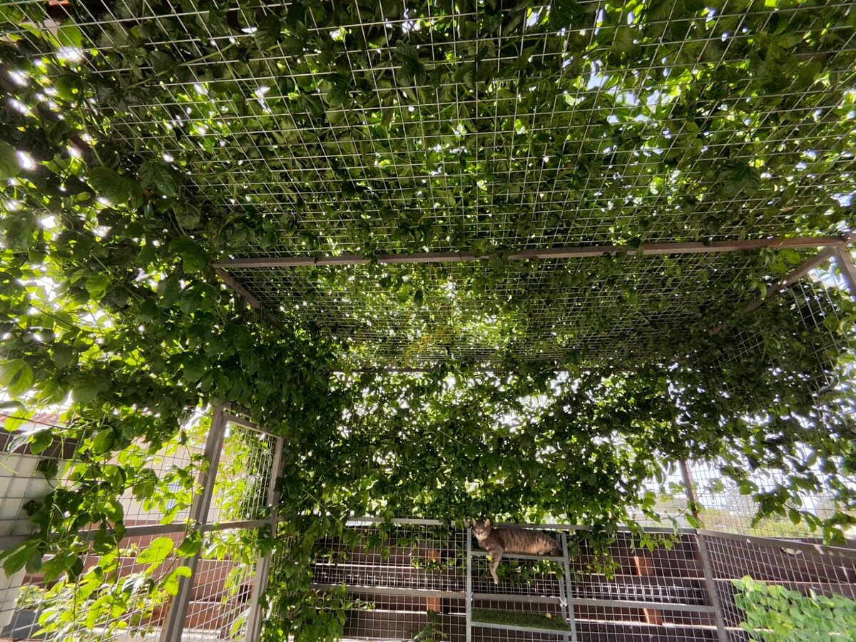 Bungalow z 2 sypialniami, 100.00m² w parekklisia, Cypr [ID: 0602-240649]