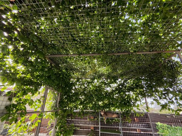 Bungalow w parekklisia, Cypr, 100.00m² - obraz 24