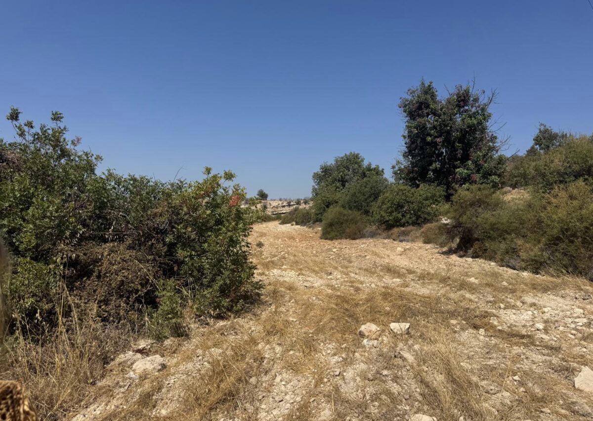 Земля в apesia, Кипр [ID: 0602-243477]
