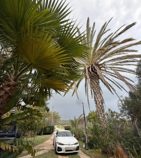 houses w agios-theodoros, Cypr, 904.00m² - obraz 14