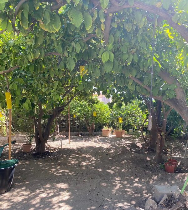 houses w germasogeia, Cypr - obraz 13
