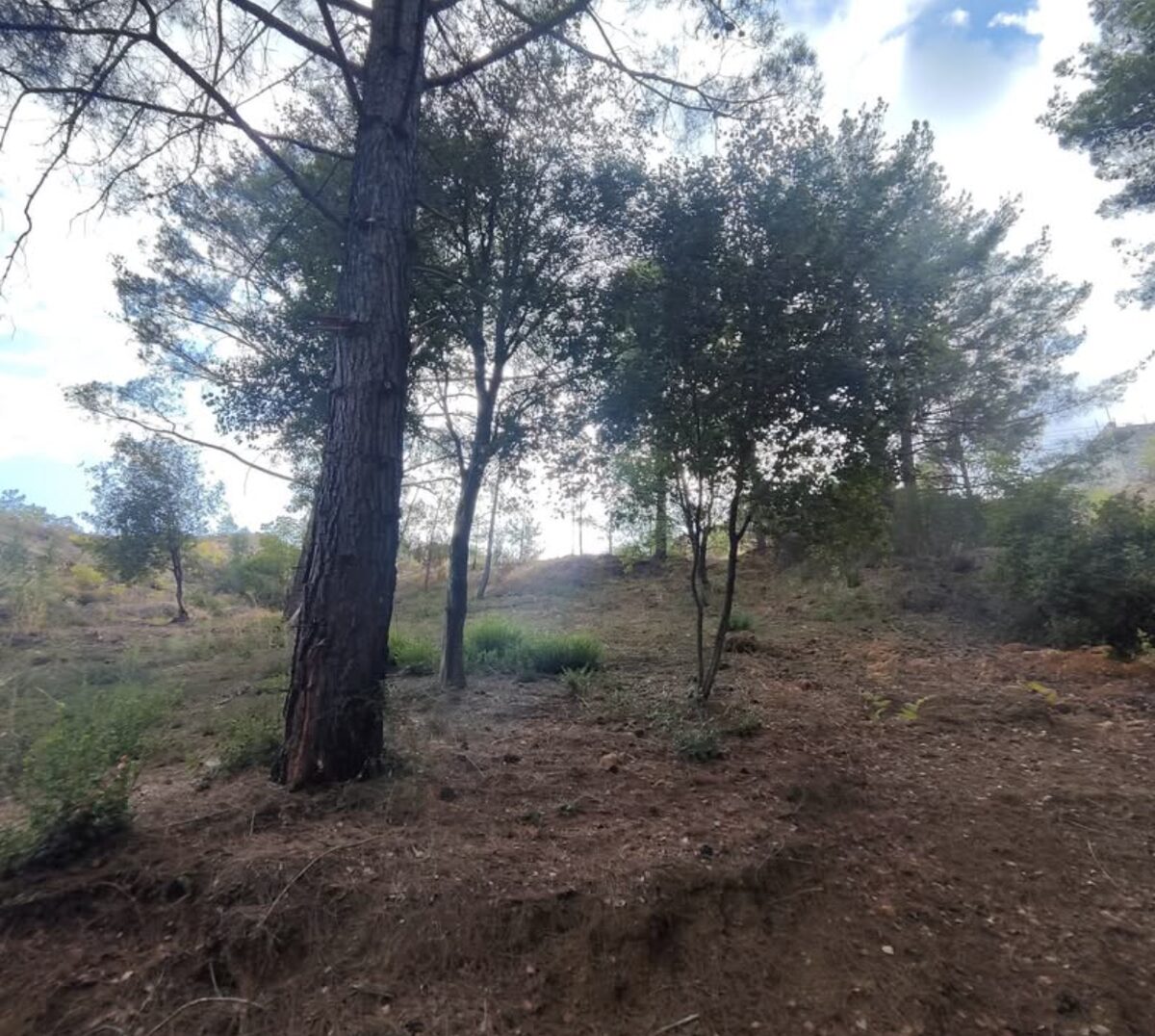 Działka w platres-kato, Cypr [ID: 0602-246813]