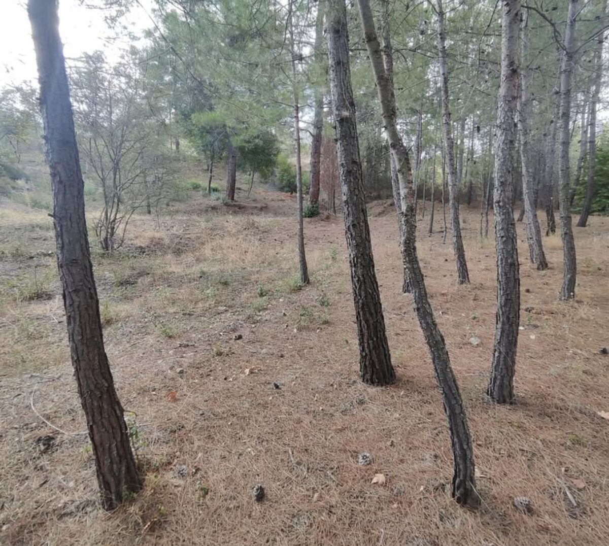 Działka w platres-kato, Cypr [ID: 0602-246813]