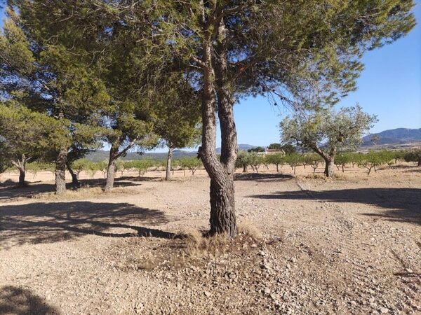 Land in Pinoso, Spain