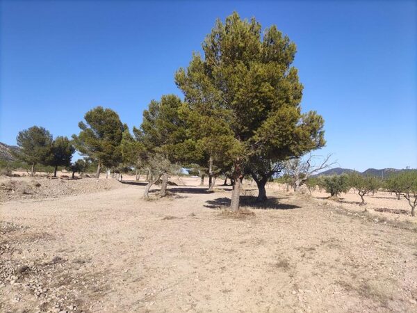 Land in Pinoso, Spain - image 6