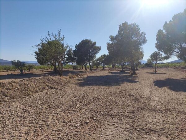 Land in Pinoso, Spain - image 10