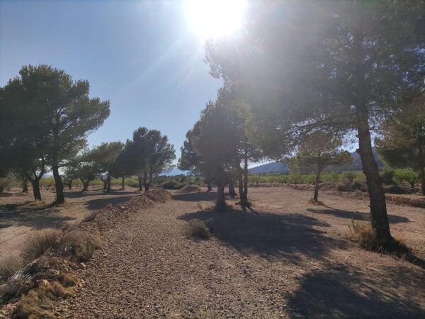 Land in Pinoso, Spain - image 9