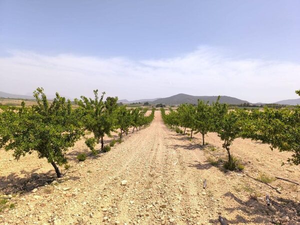 Land in Pinoso, Spain