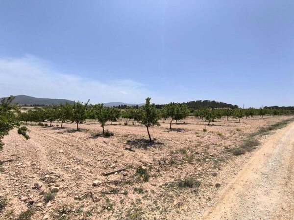 Land in Pinoso, Spain - image 2