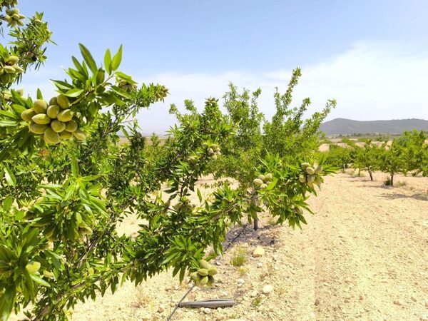 Land in Pinoso, Spain - image 4