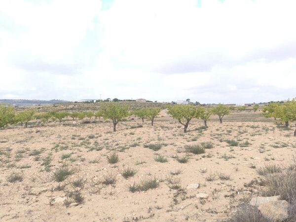 Land in Pinoso, Spain - image 6