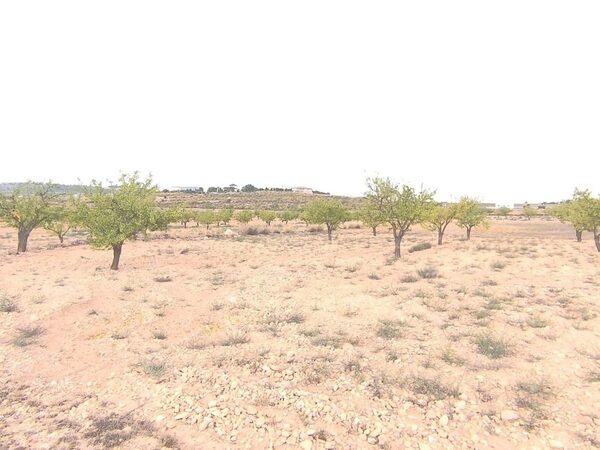Land in Pinoso, Spain - image 4