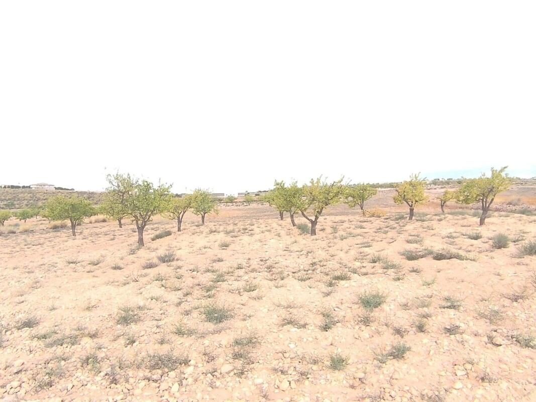Land in Pinoso, Spain [ID: 0152-616077]