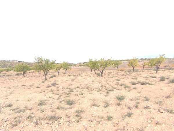 Land in Pinoso, Spain - image 2
