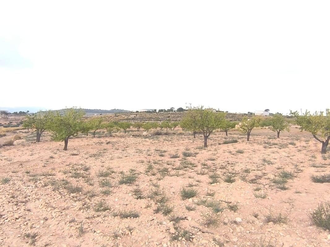Land in Pinoso, Spain [ID: 0152-616077]