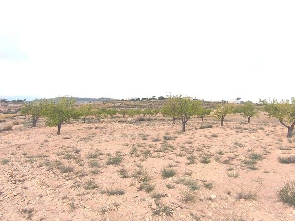 Land in Pinoso, Spain - image 5