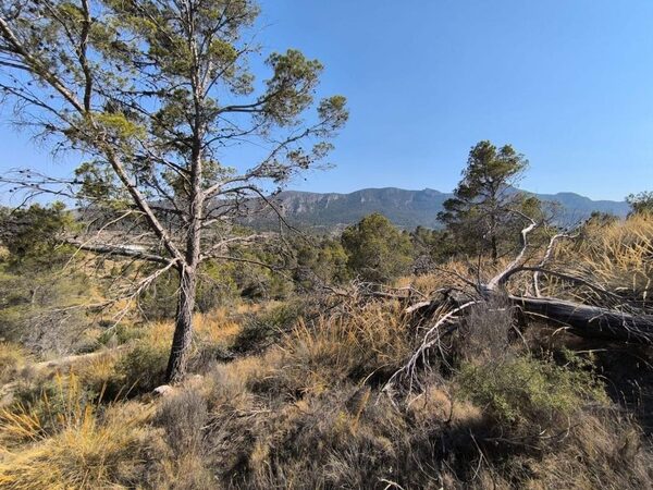 Land in La Romana, Spain - image 5