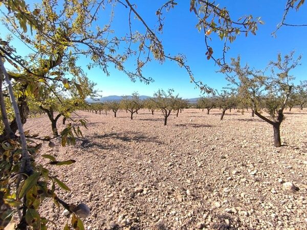 Land in Pinoso, Spain - image 4