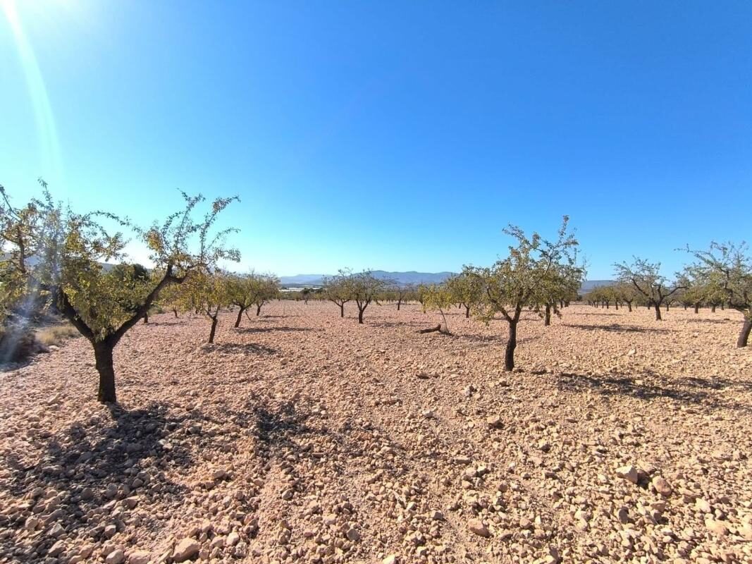 Land in Pinoso, Spain [ID: 0152-615942]