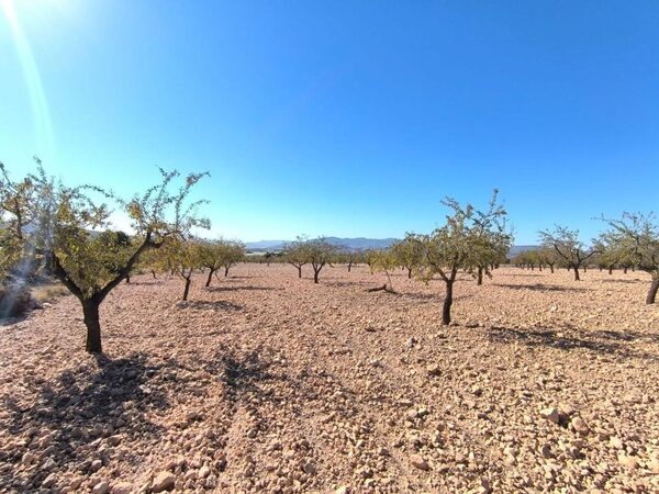 Land in Pinoso, Spain - image 2