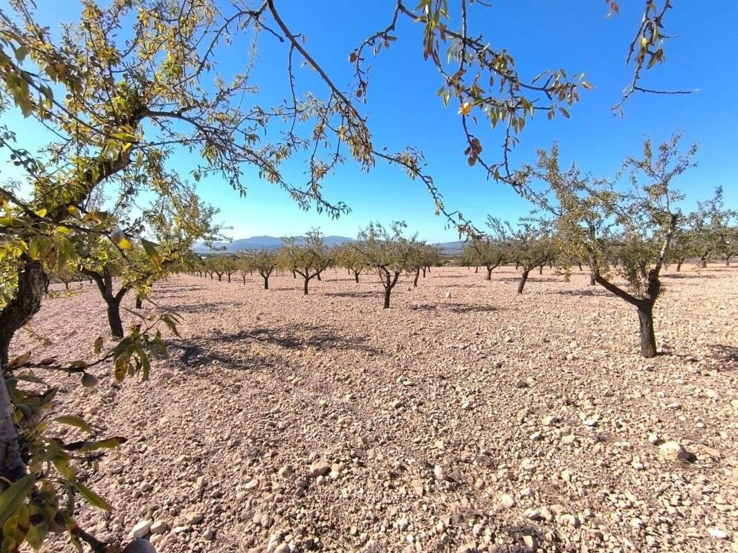 Land in Pinoso, Spain [ID: 0152-615942]