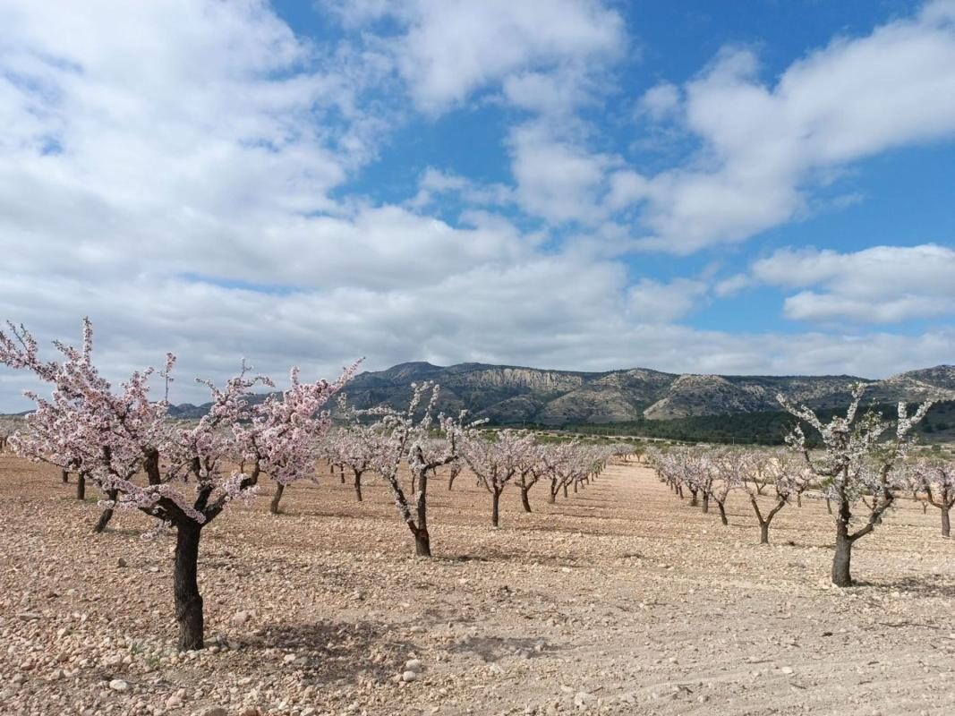 Land in Pinoso, Spain [ID: 0152-615772]