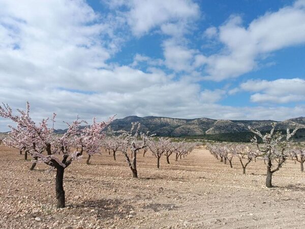 Land in Pinoso, Spain