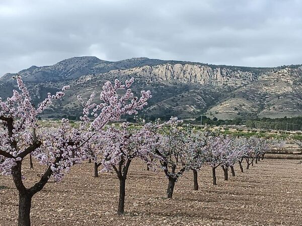 Land in Pinoso, Spain - image 2