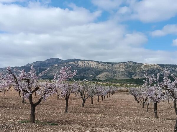 Land in Pinoso, Spain - image 3