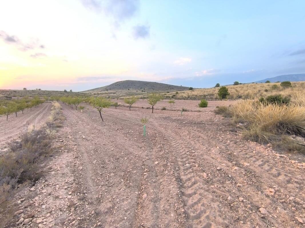 Land in Pinoso, Spain [ID: 0152-615750]