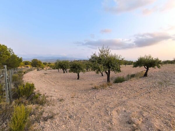 Land in Pinoso, Spain - image 2
