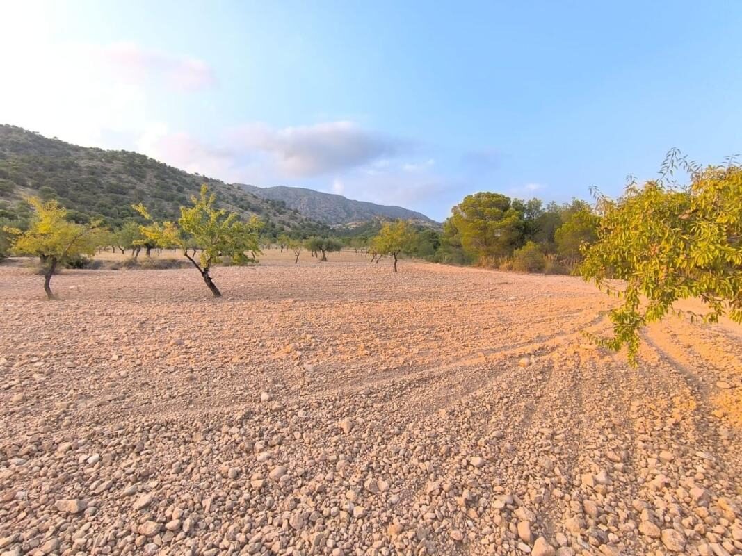 Land in Pinoso, Spain [ID: 0152-615694]
