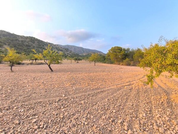Land in Pinoso, Spain - image 5