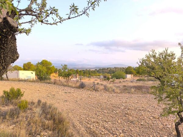 Land in Pinoso, Spain - image 4