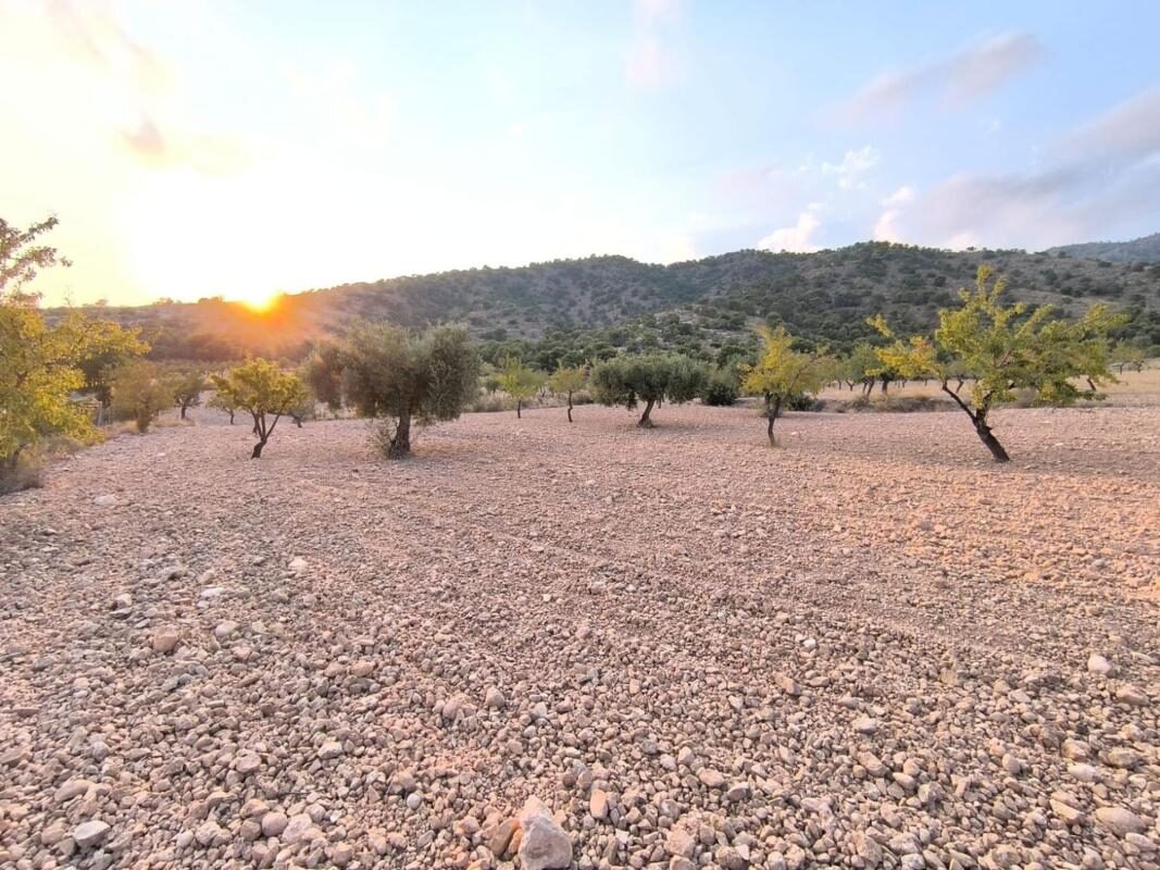 Land in Pinoso, Spain [ID: 0152-615694]
