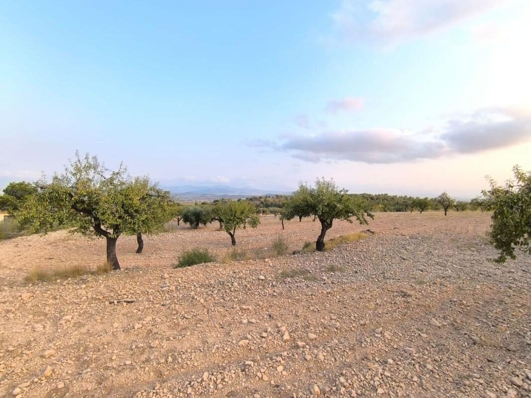 Land in Pinoso, Spain [ID: 0152-615694]