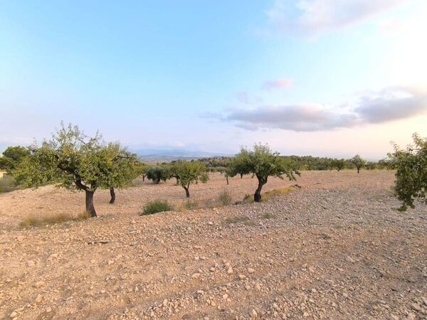 Land in Pinoso, Spain - image 3