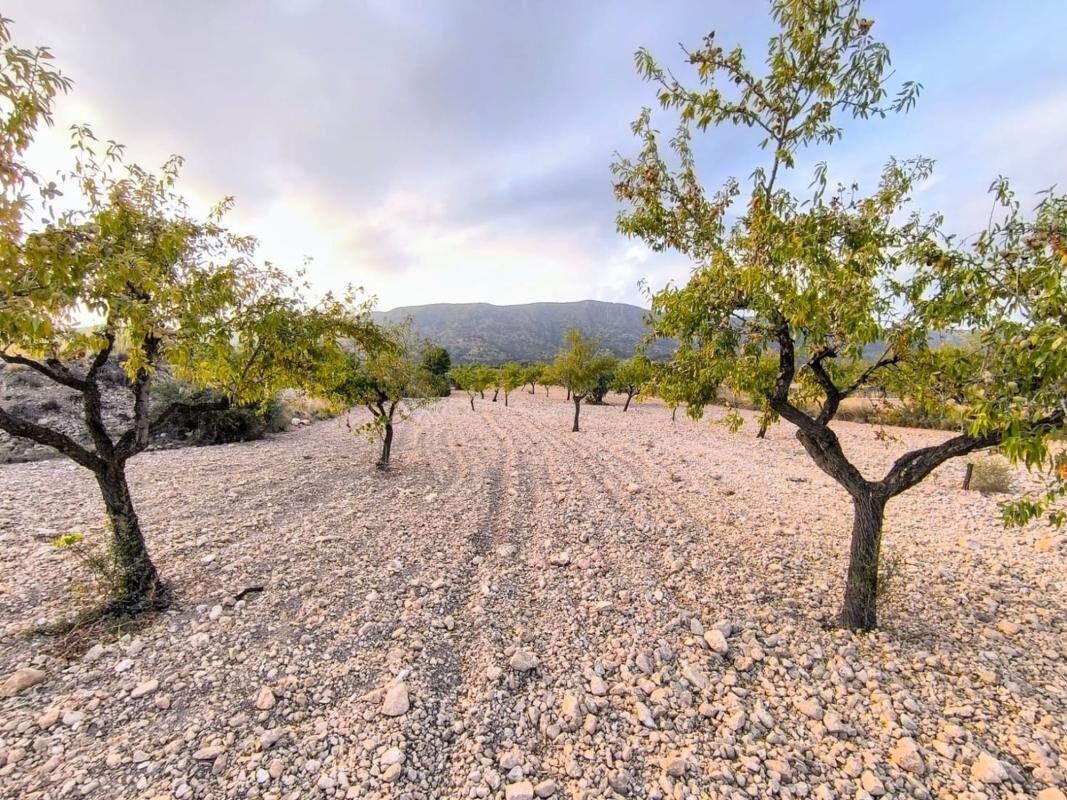 Land in Pinoso, Spain [ID: 0152-595081]