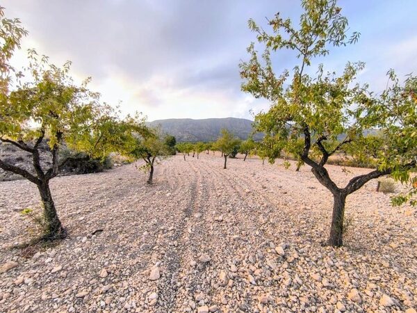 Land in Pinoso, Spain