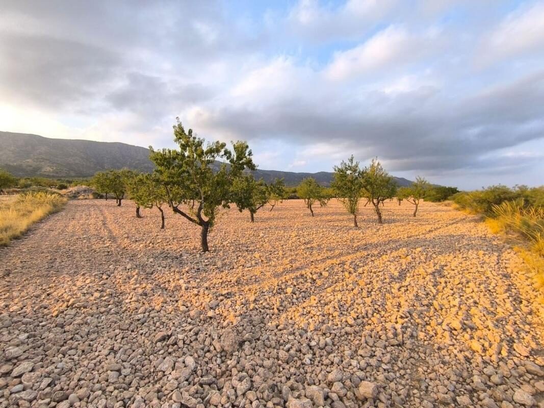 Land in Pinoso, Spain [ID: 0152-595081]