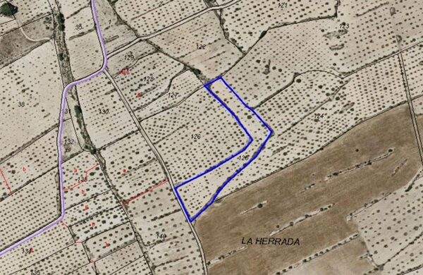 Land in Pinoso, Spain - image 5