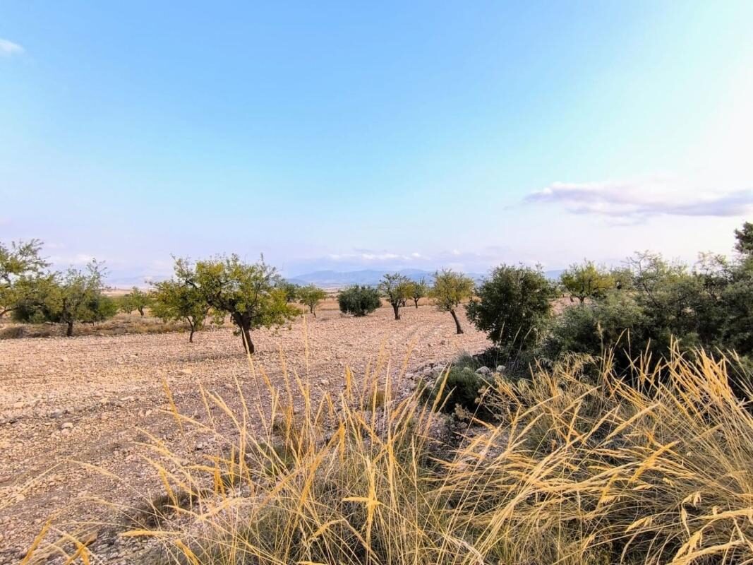 Land in Pinoso, Spain [ID: 0152-595081]