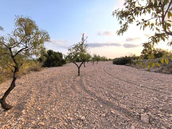 Land in Pinoso, Spain - image 4