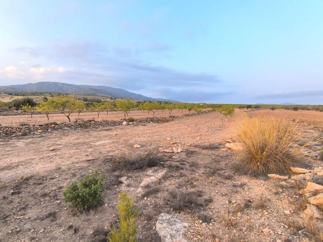 Land in Pinoso, Spain [ID: 0152-595080]