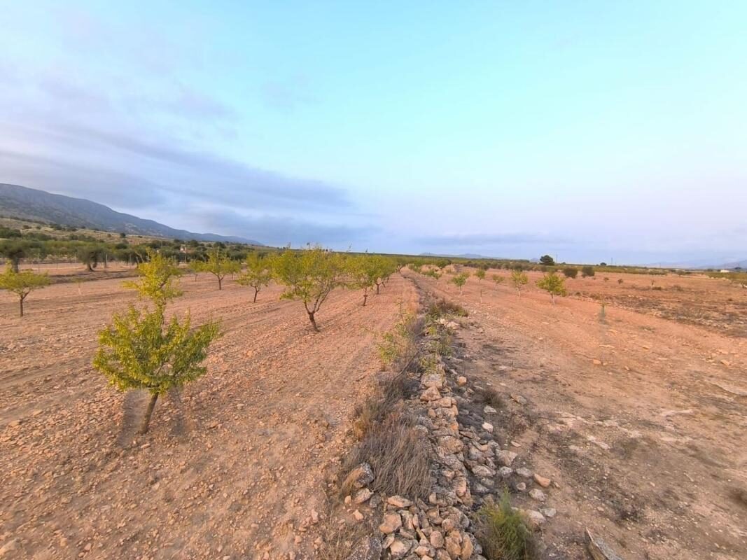 Land in Pinoso, Spain [ID: 0152-595080]